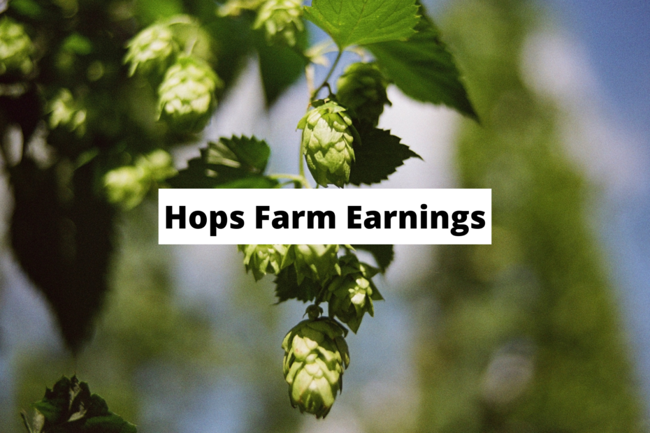 How Much Can You Earn With a Hops Farm?