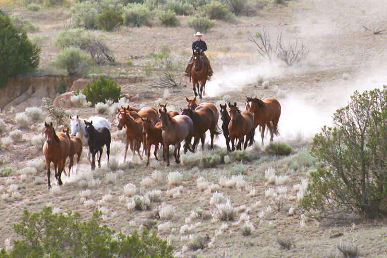 The 12 Largest Ranches In The Us Money Armada 