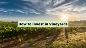 What is a Vineyard Investment and How to Invest