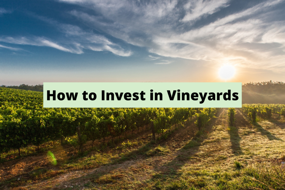 What is a Vineyard Investment and How to Invest
